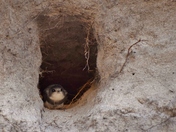 Bank Swallow nesting in a sand dune hole.