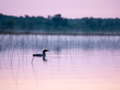 Good Morning Loon