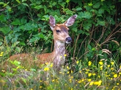 Backed Into A Corner