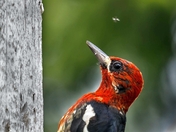 I've been Looking For You