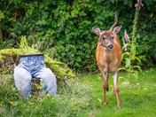 Multimedia Headphone with Microphone