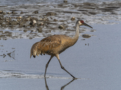 Sandhill Crane