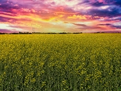 Canola Sunset
