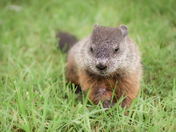 Young groundhog