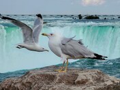 Seagulls Touring 