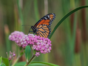 monarch butterfly and flower