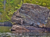 Perfect camouflage. Great Blue Heron posing on a rock in Charlestone lake.