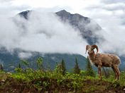 Bighorn Ram and the Rocky Mountains