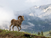 Ram among the clouds