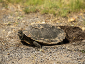 Map Turtle Laying Eggs