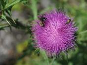 Sharing a thistle