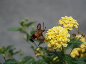 Hummingbird Clearwing Moth