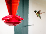 Black Chinned Hummingbird