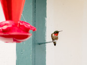 Hummingbird