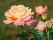 Chicago Peace Rose