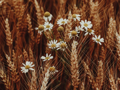 field of gold