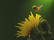 Honey Bee Apis Melifera Apidae having Pollen Bath