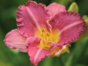 Lily