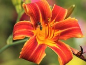 Lily