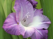 Lily