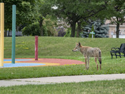coyote in the  neighbourhood