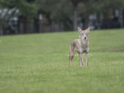 coyote in the  neighbourhood