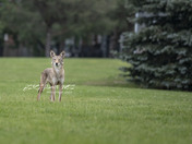 coyote in the  neighbourhood