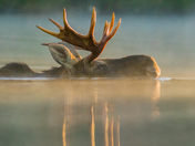 Swimming Bull Moose