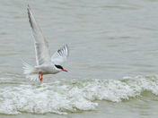 Common Tern at Sandbanks Provincial Park