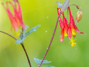 Rainy Red Columbine