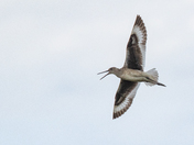 Willet in Flight in Grasslands National Park