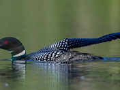 Loon Wing Stretch