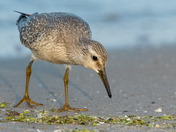 Red Knot at Sandbanks Provincial Park
