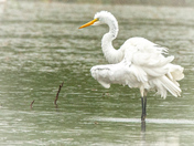 Graceful Egret in the Rain