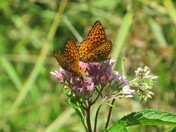 Butterfly kisses 