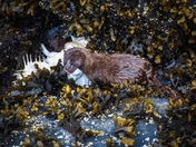 I'll Weasel My Way Into This One