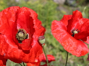 Poppies in bloom.
