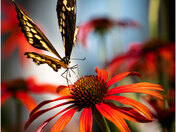 Butterfly and flower