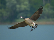 A Perfect Flight Mode