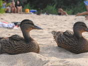 Chilling on the Beach