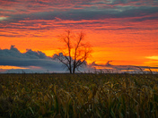 Orange morning 