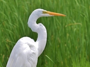 Great Egret.