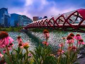 Summer Flowers By The Peace Bridge