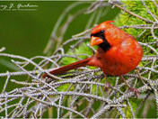 Male Red Northern Cardinal