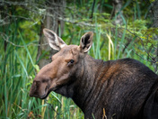 Early Morning Moose