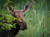 Early Morning Moose
