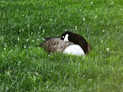 Canada Goose sleeping