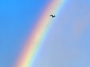 Seagull flying past a rainbow 