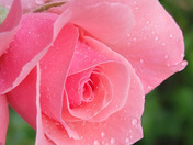 Iridescent rose after the rain