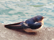 Swallow over the Forebay